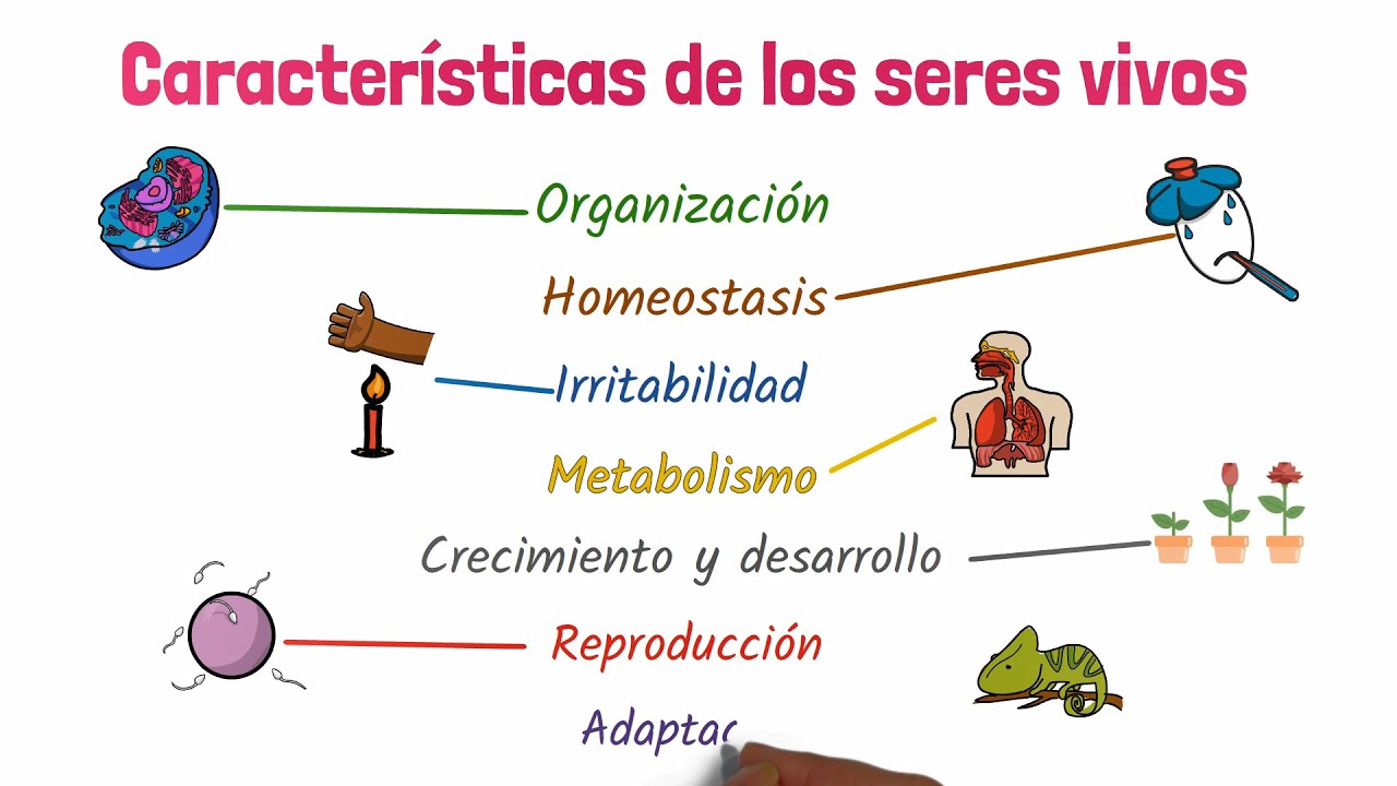 Que Son Los Organismos Vivos Glosario De Las Palabras Origen Y Significado 7527